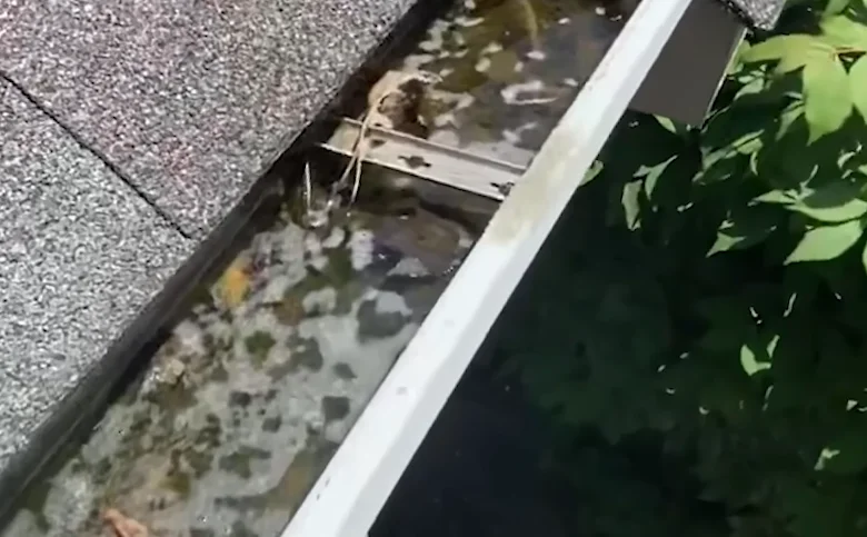 Gutter clogged with pine straw and leaf debris before cleaning in Anderson, SC