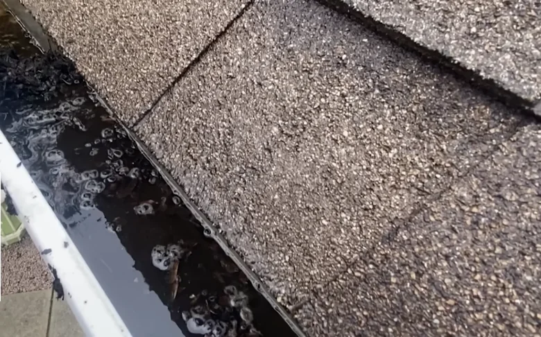 Gutter clogged with pine straw and leaf debris before cleaning in Anderson, SC